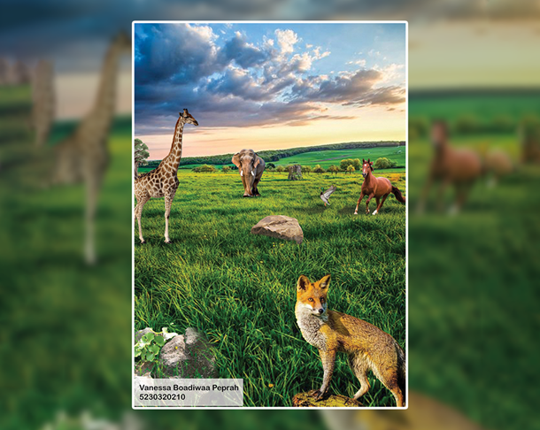 Graphic Design Project